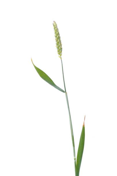 istock Wheat ears in bloom on a white background 1414644660