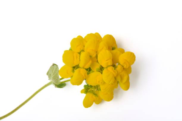 istock Calceolaria flowers on a white background 1414645165