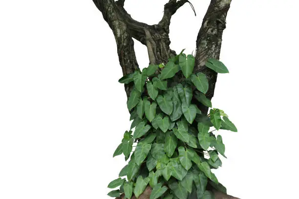 Green leaves tropical foliage plant Philodendron green emerald climbing on jungle rainforest tree trunk isolated on white background with clipping path.