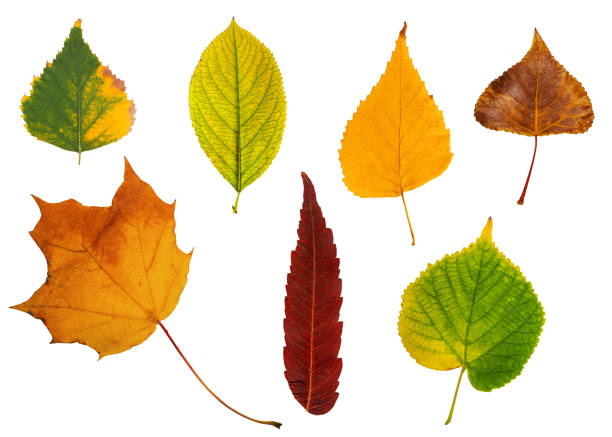 istock A collection of different autumn leaves isolated on a white background. 1414646517