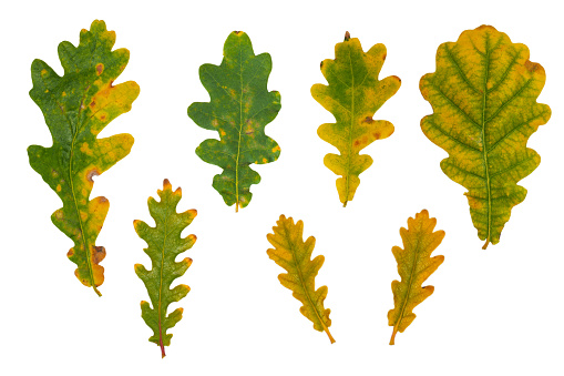 A set of several different oak leaves.