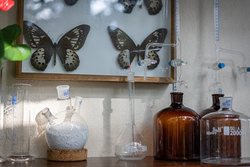 An arrangement of various biology specimens insect lab