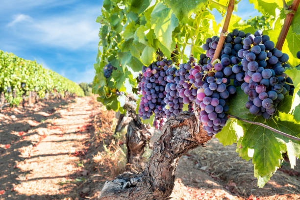 racimos de uvas en la planta durante la fase de envero. agricultura. - wineyard fotografías e imágenes de stock