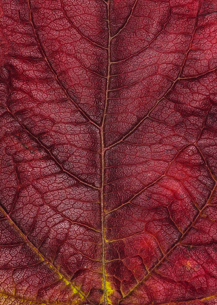 istock Textured red surface of a tree leaf with veins on it. 1414647787