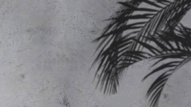istock An image of plam leave shadow on the wall. 1414647902