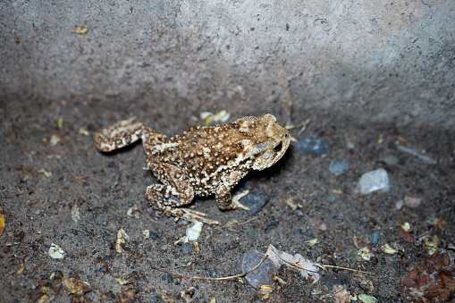 Close-up of toad toad at night