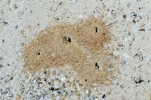 Ant nests on the cement floor