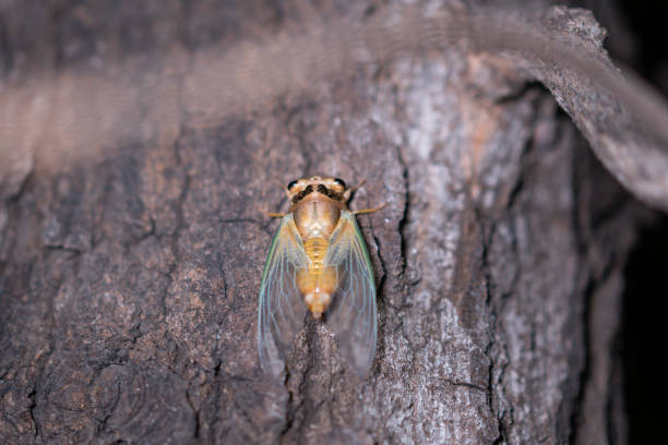 The golden cicada sheds its shell and knows that the monkey has just shed its shell