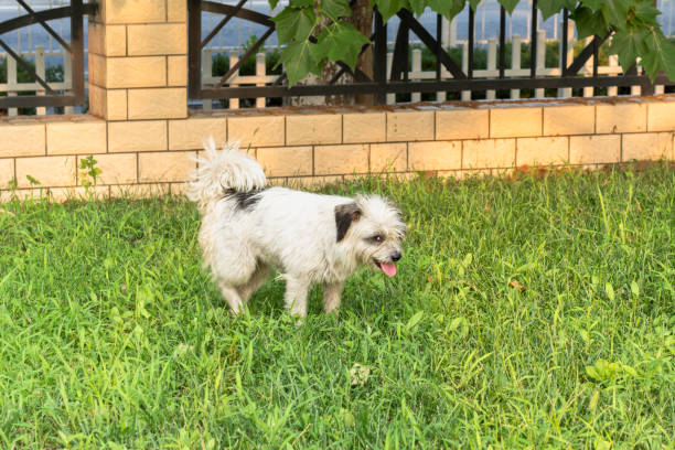puppy resting pet on grass