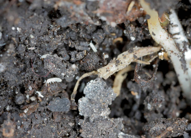 Springtails in the soil among the roots of plants. They are dangerous pests of cultivated and potted plants. Springtails in the soil among the roots of plants. They are dangerous pests of cultivated and potted plants. collembola stock pictures, royalty-free photos & images