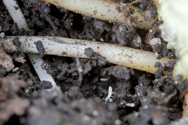 Springtails in the soil among the roots of plants. They are dangerous pests of cultivated and potted plants. Springtails in the soil among the roots of plants. They are dangerous pests of cultivated and potted plants. collembola stock pictures, royalty-free photos & images