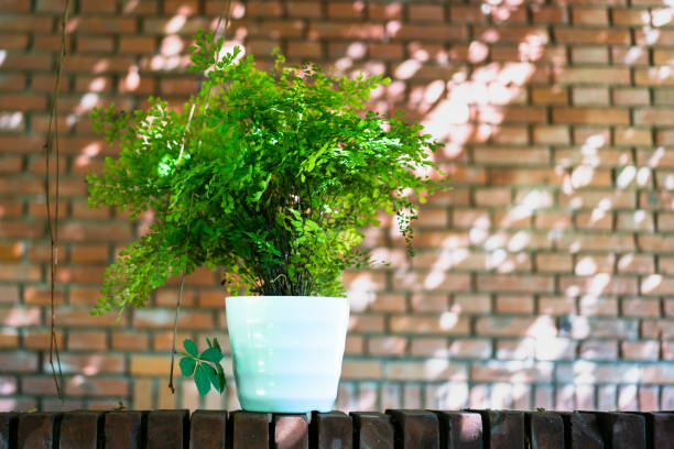 istock Wire fern potted plants under the light and shadow 1414649184