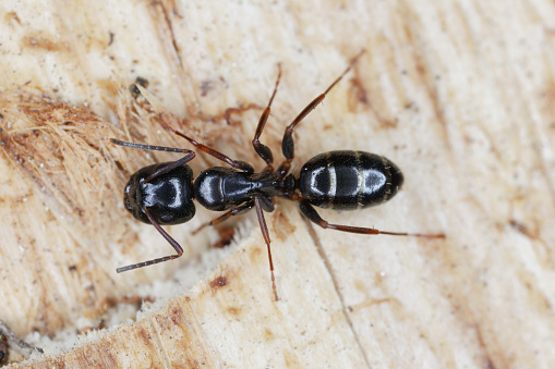 Carpenter ant Camponotus on wood.