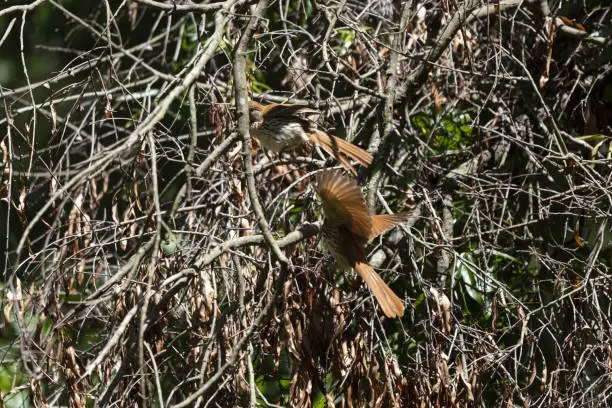 Pair of brown thrashers (Toxostoma rufum), one landing on a fallen tree limb where another is already perched