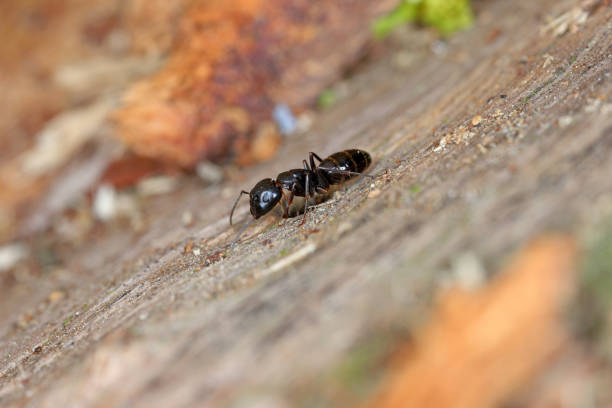 istock Carpenter ant Camponotus on wood. 1414649470