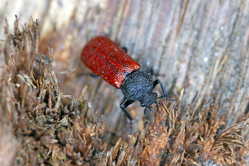 Capuchin beetle, Auger beetle, False powderpost beetle, Horned powderpost beetle (Bostrichus capucinus, Bostrychus capucinus, Bostrychus capucina, Apate capucinus), sitting on wood.