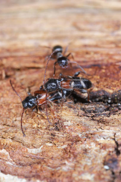 istock Longhorn beetle (Phymatodes alni), on deadwood. 1414650174