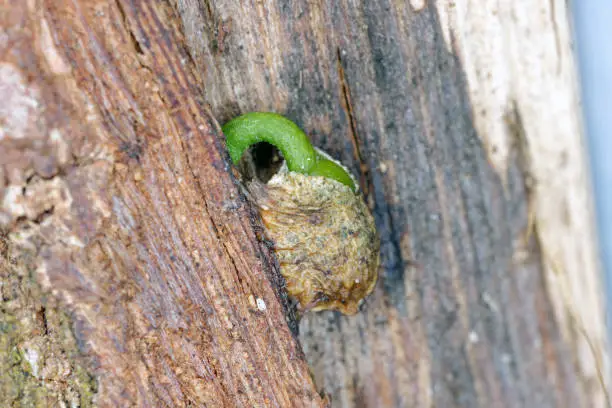 Germinating mistletoe seeds on a tree.