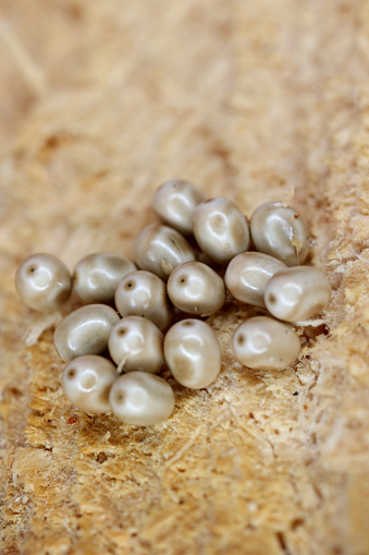 Moth eggs on wood. Forest pests. Moth caterpillars that eat the leaves and needles of forest and garden trees.