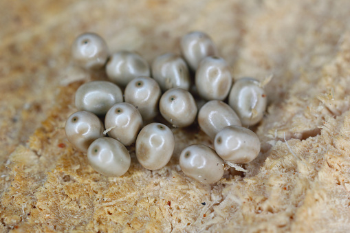 Moth eggs on wood. Forest pests. Moth caterpillars that eat the leaves and needles of forest and garden trees.