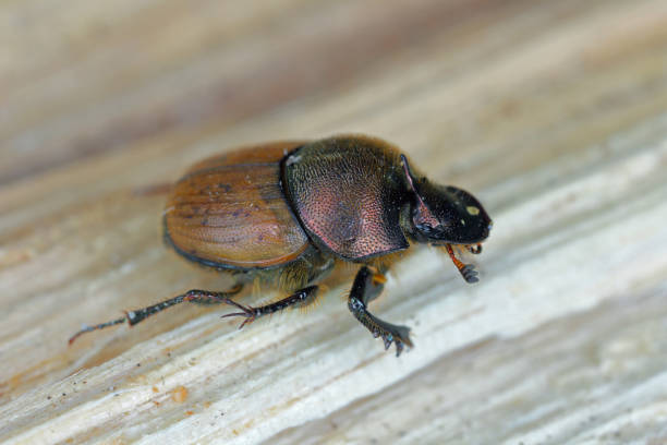 istock A shallow focus of a Dung beetle (Onthophagus coenobita). 1414650710