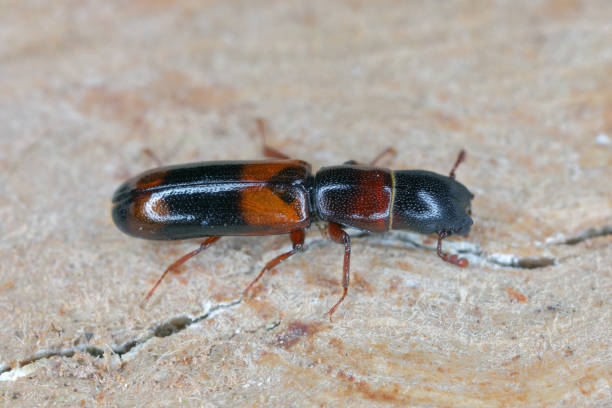 istock Beetle Nemozoma elongatum (Trogossitidae) on wood. 1414650760