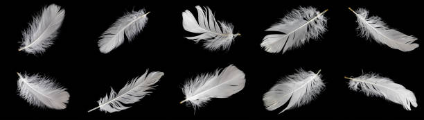 istock white feather of a goose on a black background 1414650789