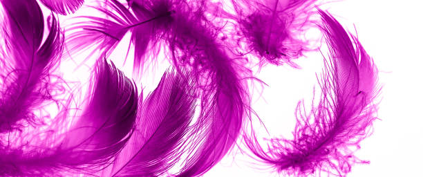istock violet duck feathers on a white isolated background 1414650800