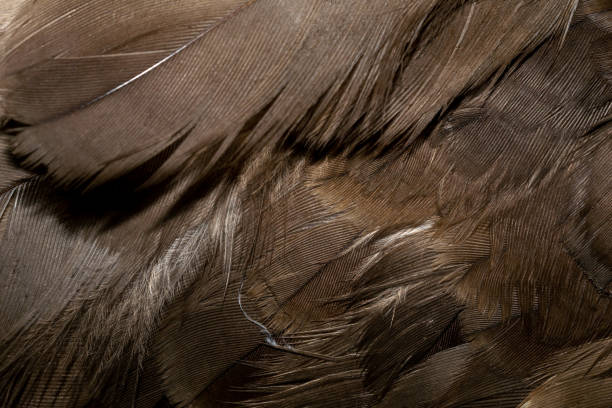 istock hawk feathers with visible detail. background or texture 1414650822
