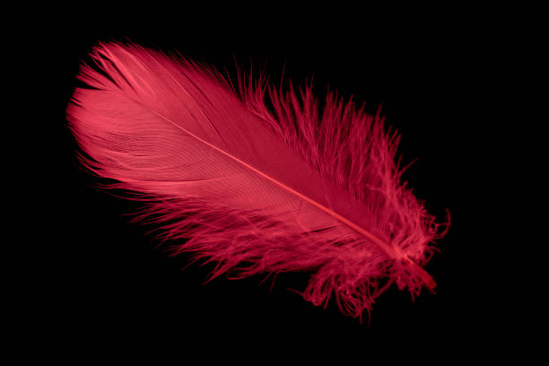 istock a red goose feather on a black isolated background 1414650834