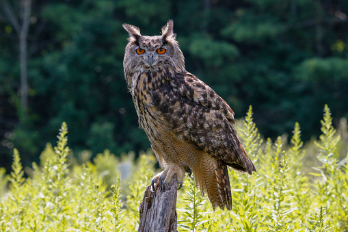 Eurasian eagle owl in Canada