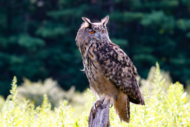 The Eurasian eagle owl perched in front of a forest landscape stock photo