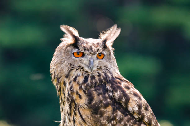 istock The Eurasian eagle owl perched in front of a forest landscape 1414652303