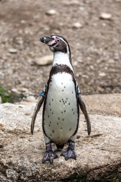 istock Humboldt Penguin, Spheniscus humboldti in a park 1414653190
