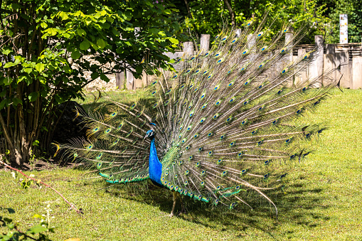 Indian blue peafowl (Pavo cristatus), adult male with open tail during mating season in spring, Askania-Nova, Ukraine
