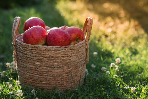 Harvest apples in a stylish wicker basket.