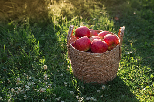 Harvest apples in a stylish wicker basket.