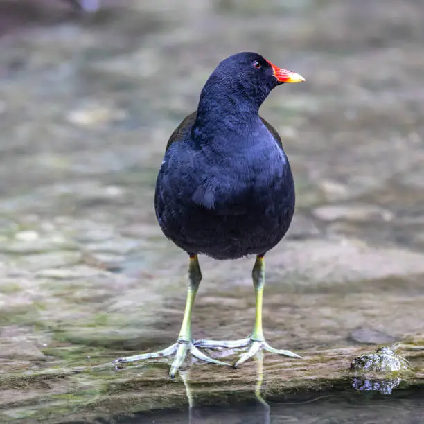 Photo of Common moorhen Gallinula chloropus also known as the waterhen or swamp chicken