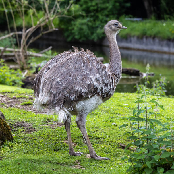 istock Darwin's rhea, Rhea pennata also known as the lesser rhea. 1414654454