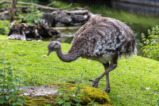 istock Darwin's rhea, Rhea pennata also known as the lesser rhea. 1414654489