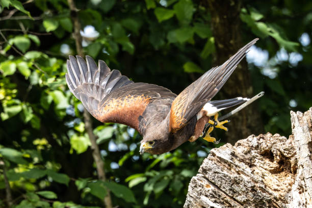 harris's hawk, parabuteo unicinctus, bay-winged hawk or dusky hawk - harris hawk hawk bird of prey bird imagens e fotografias de stock