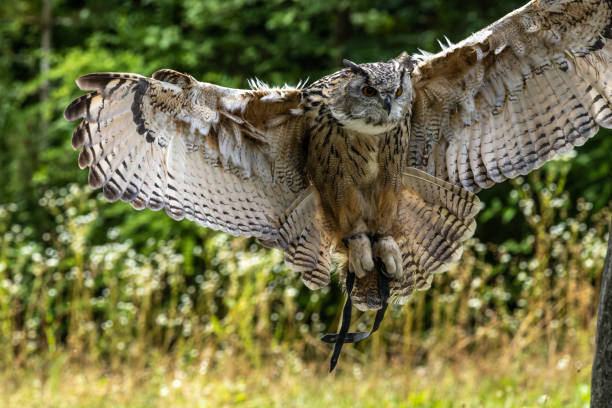 istock Siberian eagle owl, bubo bubo sibiricus. The biggest owl in the world 1414654770