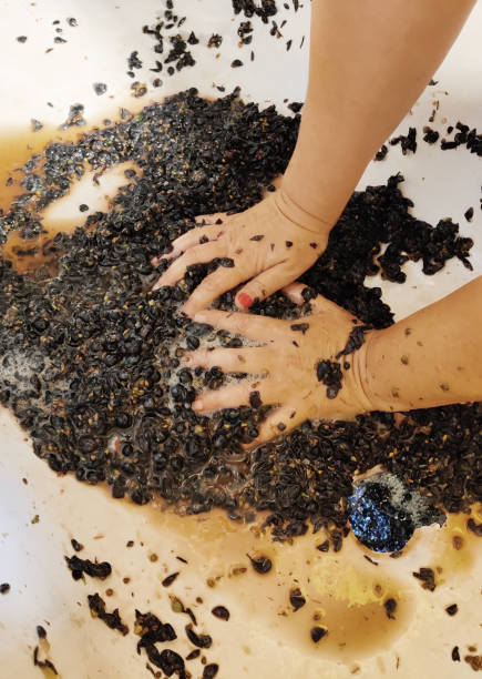 istock Grapes being squeezed and transformed into juice during the harvest season 1414655474