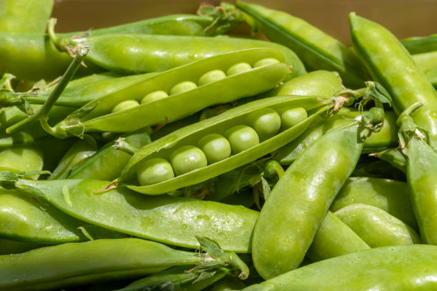 istock Green peas. Pisum sativum - L. Pods sugar peas. 1414655931
