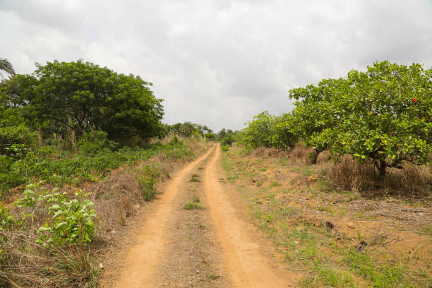 Dirt road stretching through guinea jungle.