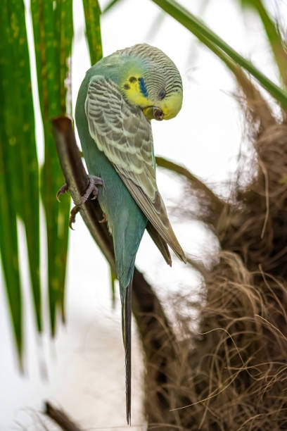 Parakeet sleeping stock photo