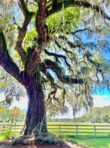Oak tree with moss, lake in background. Charleston SC, Middleton Place. Garden, Plantation