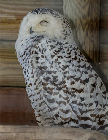 Snowy owl (Bubo scandiacus, family: Strigidae).