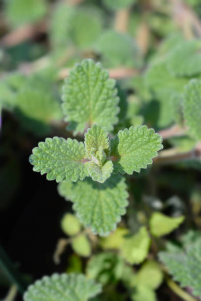 Catmint Six Hill Giant Catmint Six Hill Giant leaf - Latin name - Nepeta Catmint Six Hill Giant nepeta faassenii stock pictures, royalty-free photos & images