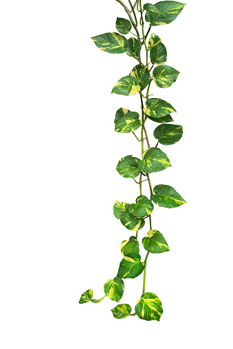 Heart shaped green variegated leave hanging vine plant of devils ivy or golden pothos (Epipremnum aureum) popular foliage tropical houseplant isolated on white with clipping path.